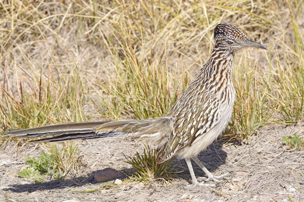 Stock photo: Road Runner in the Desert