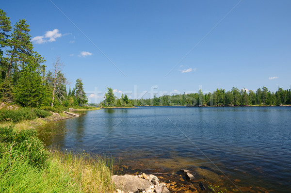 Summer in The North Woods Stock photo © wildnerdpix