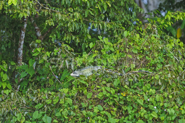 Iguana in a Rain Forest Tree Stock photo © wildnerdpix