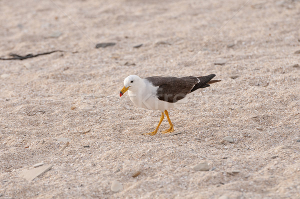 Wandering Gull on a sea coast Stock photo © wildnerdpix