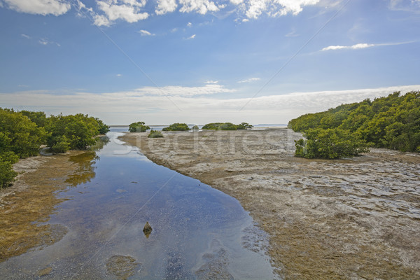 Sub-Tropical Stream entering into an ocean bay at Low Tide Stock photo © wildnerdpix