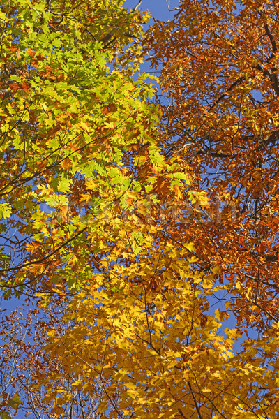 Riot of Colors in the Fall Stock photo © wildnerdpix