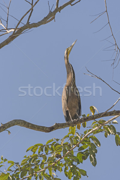 Tijger reiger tropen park bos vogel Stockfoto © wildnerdpix