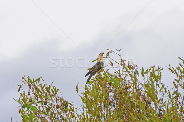 Raptor in Rain Forest Vegetation Stock photo © wildnerdpix