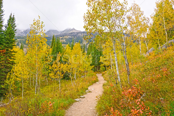 Aspen in Fall Colors in the Mountains Stock photo © wildnerdpix