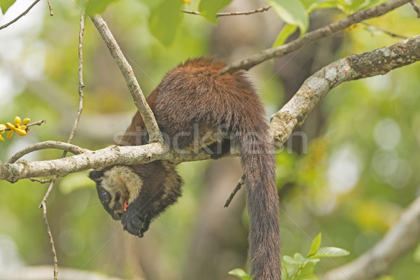 [[stock_photo]]: Noir · géant · écureuil · arbre · parc · nature