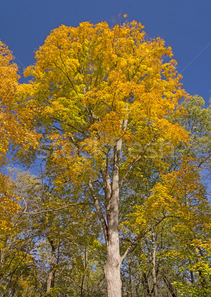 Stock photo: Dramatic Yellows in the Fall