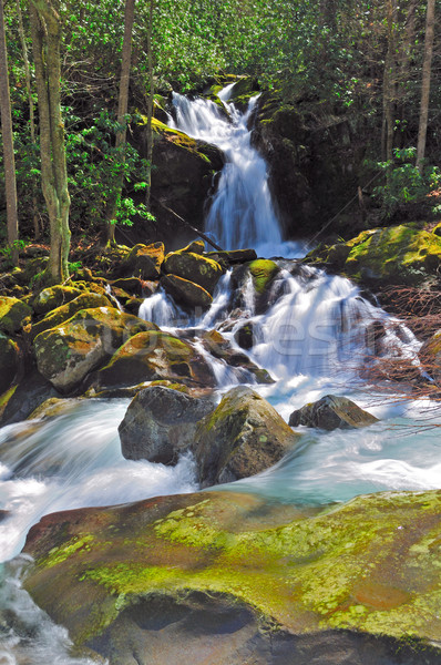 Mountain stream in the spring Stock photo © wildnerdpix