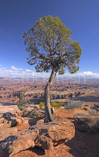 Egyedüli fa kanyon peremszegély park Utah Stock fotó © wildnerdpix