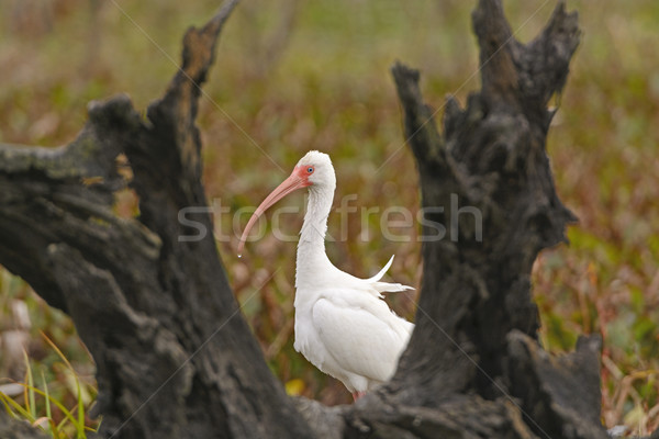 White Ibis Peeking Out From Behind a Tree Stock photo © wildnerdpix