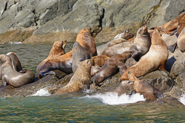 Stellar Sea Lions Crowding on a Rock Stock photo © wildnerdpix