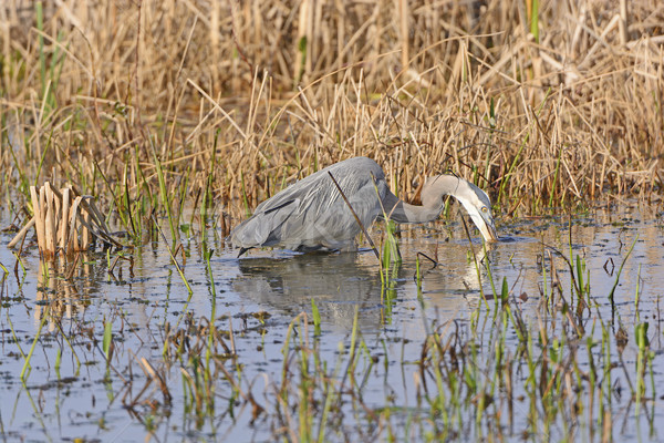 Groß blau Reiher Suche Beute Prärie Stock foto © wildnerdpix