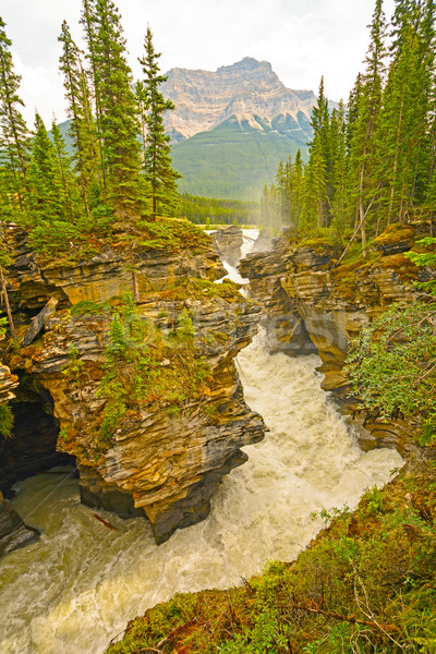 Raging Waters in a Mountain River Stock photo © wildnerdpix