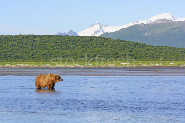 Grizzly vár ebéd park Alaszka tájkép Stock fotó © wildnerdpix