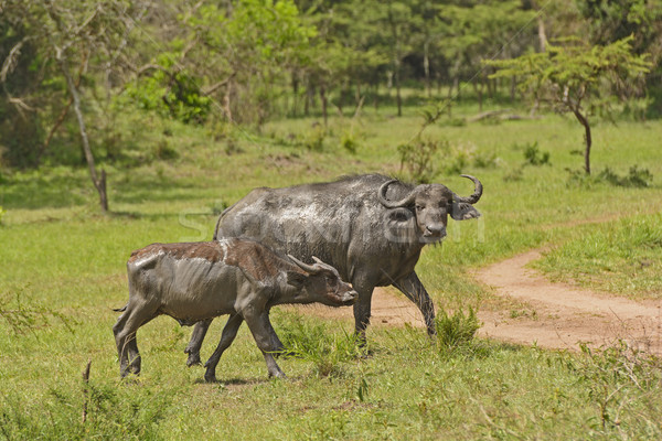 Mother and Baby Cape Buffalo after a mud bath Stock photo © wildnerdpix