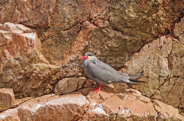 An Inca Tern on a Rocky Island Stock photo © wildnerdpix