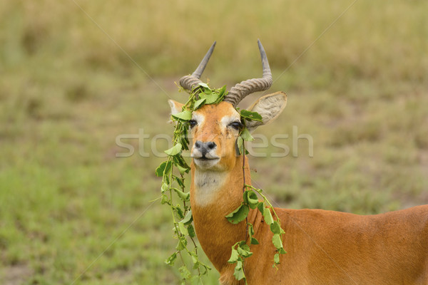 Unico condotta regina africa divertente naturale Foto d'archivio © wildnerdpix