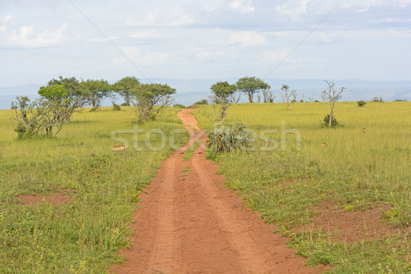 Rural Road in the African Veldt Stock photo © wildnerdpix