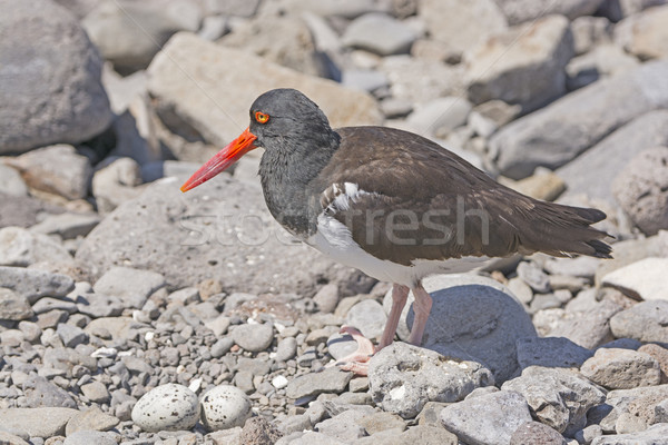 American Oystercatcher by its eggs Stock photo © wildnerdpix