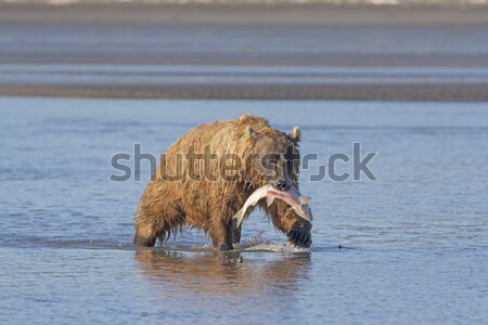 Ponosi łososia parku Alaska plaży Zdjęcia stock © wildnerdpix