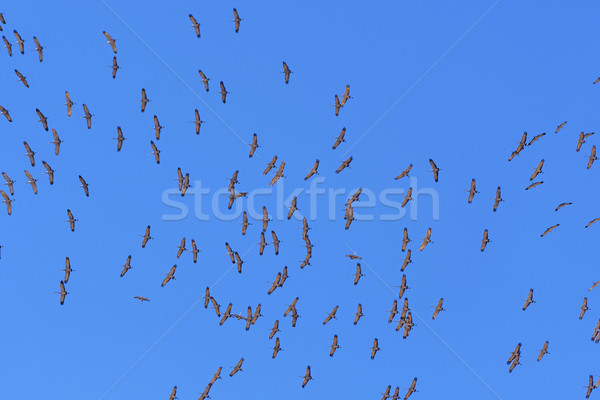 龍捲風 內布拉斯加州 春天 鳥類 起重機 商業照片 © wildnerdpix