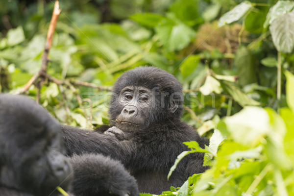 Young Gorilla in the Forest Stock photo © wildnerdpix
