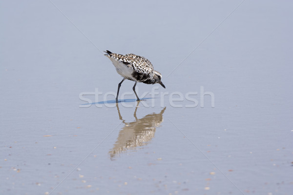 Sandlering and its Reflection Searching for Food Stock photo © wildnerdpix