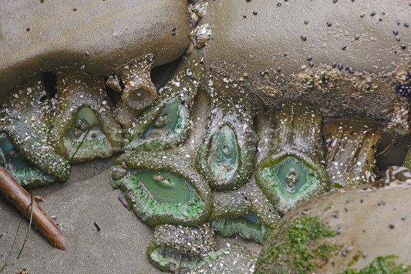 緑 潮 プール 海岸 オレゴン州 自然 ストックフォト © wildnerdpix