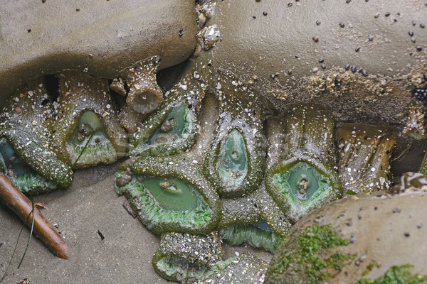 Zielone fala basen wybrzeża Oregon charakter Zdjęcia stock © wildnerdpix