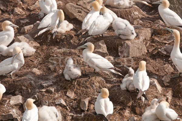 Gannets on a Nesting Island Stock photo © wildnerdpix