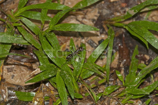 Bullet Ant in the Rain Forest Stock photo © wildnerdpix