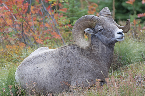 Full Curl Ram in the Wild Stock photo © wildnerdpix