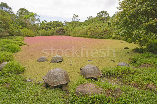 Giant Tortoises in a Shallow pond covered with colorful pond wee Stock photo © wildnerdpix
