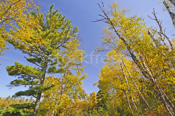 Couleurs d'automne nord bois parc Minnesota forêt [[stock_photo]] © wildnerdpix