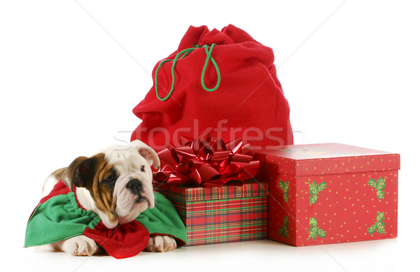 christmas puppy Stock photo © willeecole