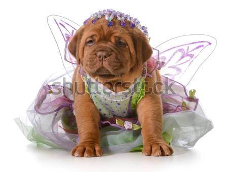 cute female puppy Stock photo © willeecole