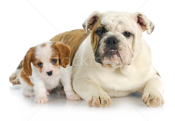 two puppies Stock photo © willeecole