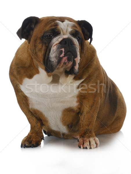 english bulldog Stock photo © willeecole
