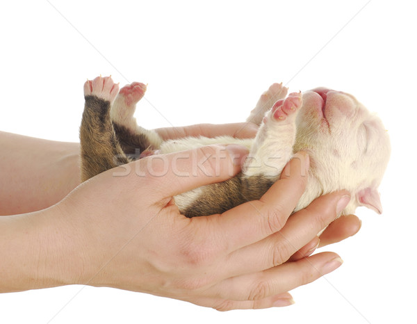 Chiot mains une semaine [[stock_photo]] © willeecole