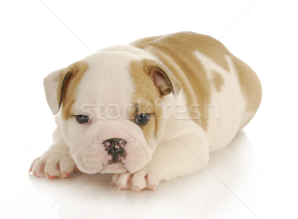 puppy Stock photo © willeecole