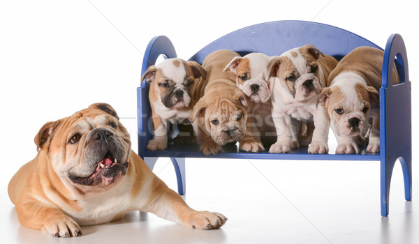 Chien famille anglais bulldog père [[stock_photo]] © willeecole