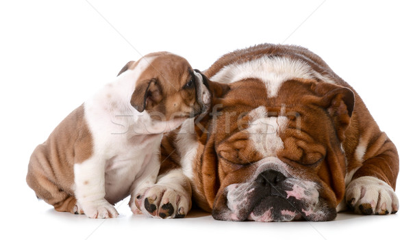 Segreti english bulldog cucciolo padre segreto Foto d'archivio © willeecole