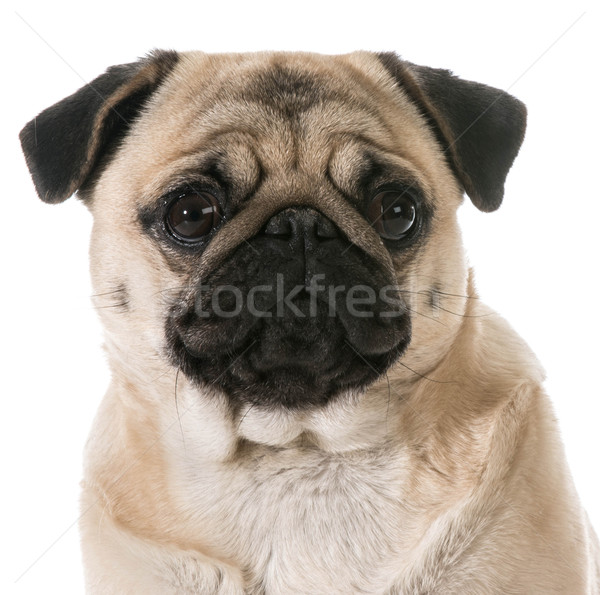 pug head portrait Stock photo © willeecole