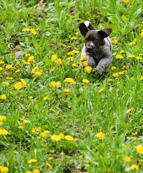 puppy playing outside Stock photo © willeecole