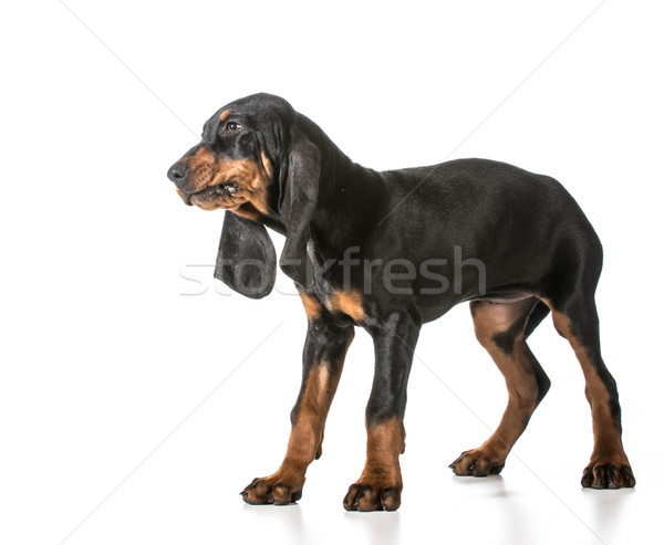black and tan coonhound Stock photo © willeecole