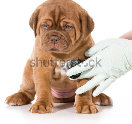cute puppy  Stock photo © willeecole