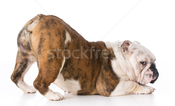Câine vagabond in sus buldog aer uita Imagine de stoc © willeecole
