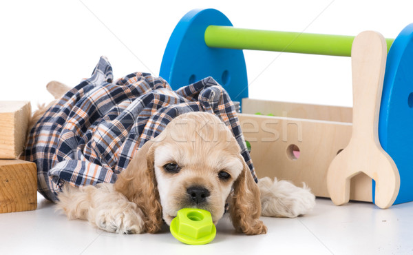 cute working dog Stock photo © willeecole
