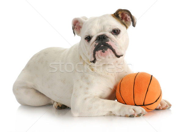 dog with ball Stock photo © willeecole