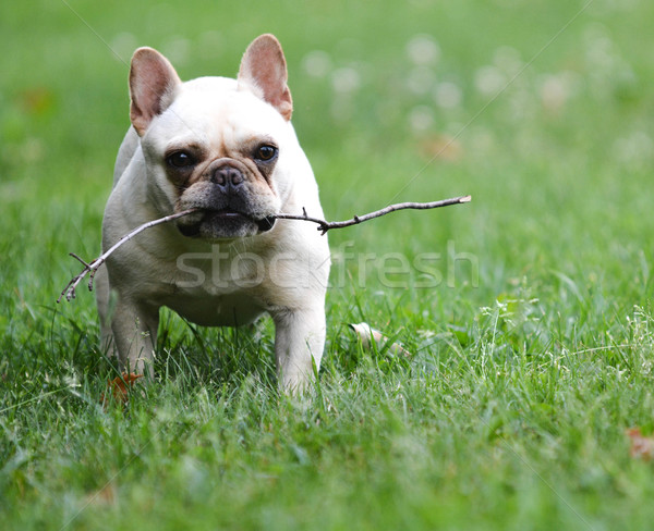 dog playing with stick Stock photo © willeecole